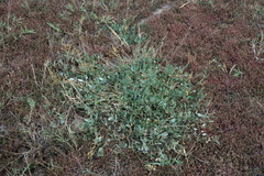 Atriplex verrucifera
