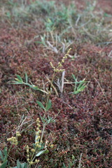 Atriplex verrucifera