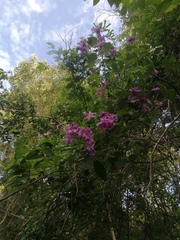 Fridericia floribunda