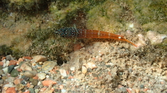 Tripterygion melanurus