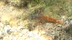 Tripterygion melanurus