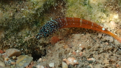 Tripterygion melanurus