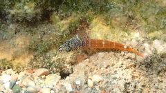 Tripterygion melanurus