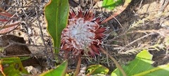 Protea scolopendriifolia