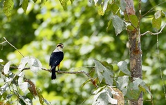 Microhierax caerulescens