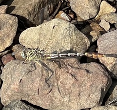 Dromogomphus spoliatus