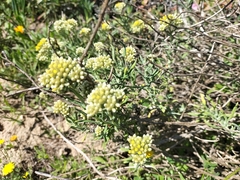 Helichrysum revolutum