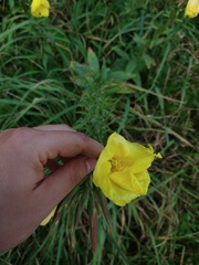 Oenothera glazioviana