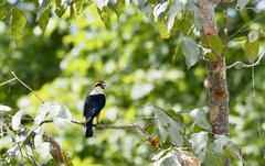 Microhierax caerulescens