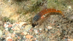 Tripterygion melanurus