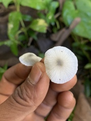 Lepiota atrodisca