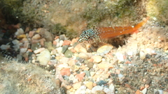 Tripterygion melanurus