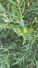 Salix exigua