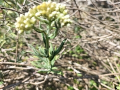 Helichrysum revolutum