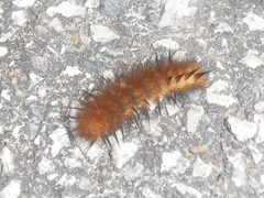 Phragmatobia fuliginosa