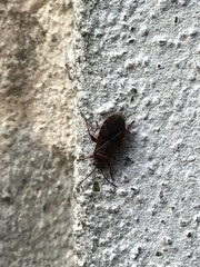 Arocatus melanocephalus