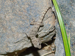 Mediodactylus heterocercus