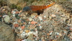 Tripterygion melanurus