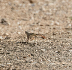 Callisaurus draconoides