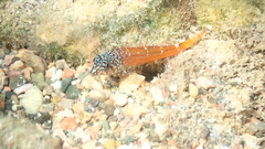 Tripterygion melanurus