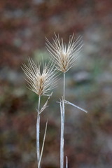 Hordeum geniculatum