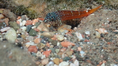 Tripterygion melanurus