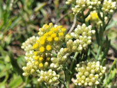Helichrysum revolutum