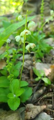 Pyrola