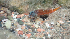 Tripterygion melanurus