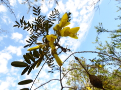 Sophora macrocarpa