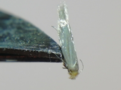 Bucculatrix absinthii