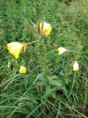Oenothera glazioviana
