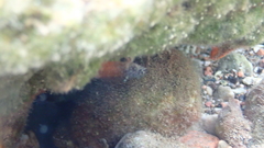 Tripterygion melanurus