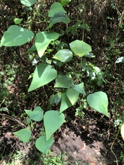 Pericampylus glaucus