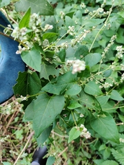 Fallopia convolvulus