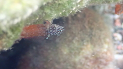 Tripterygion melanurus