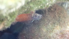 Tripterygion melanurus