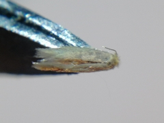 Bucculatrix absinthii