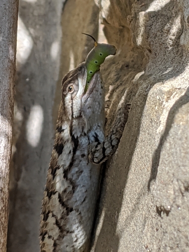 Texas Spiny Lizard, Circle C Ranch, Austin, TX, USA, photo 8 of 10