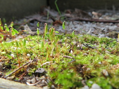 Ptychostomum capillare