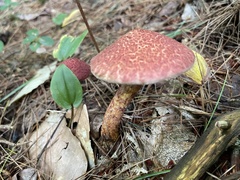 Suillus spraguei