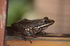 Chalcorana chalconota