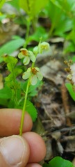 Pyrola
