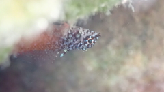 Tripterygion melanurus