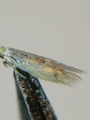 Bucculatrix absinthii