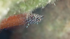 Tripterygion melanurus