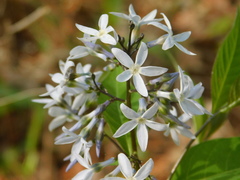 Amsonia