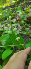 Pyrola