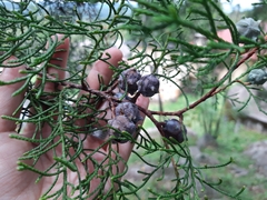 Juniperus procera
