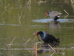 Porphyrio melanotus